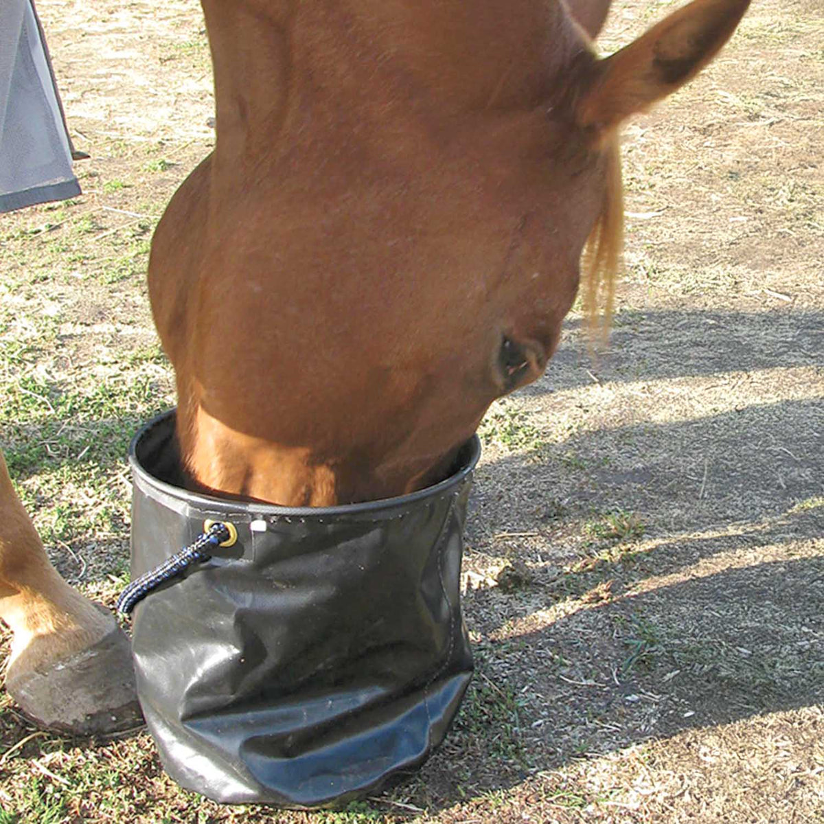 Cashel Collapsible Water Pail, 12.5 in