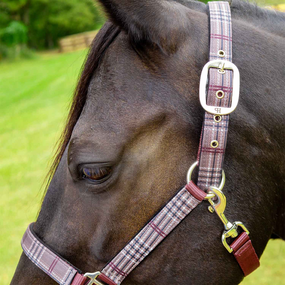 Jeffers Poplar Head Padded Halter and Matching Lead Set, Full