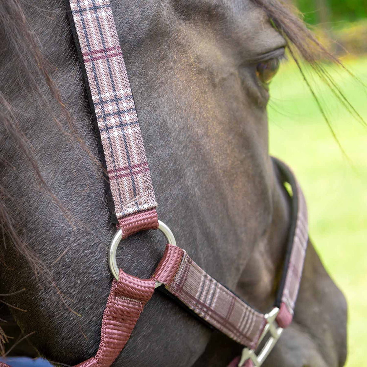 Jeffers Poplar Head Padded Halter and Matching Lead Set, Full