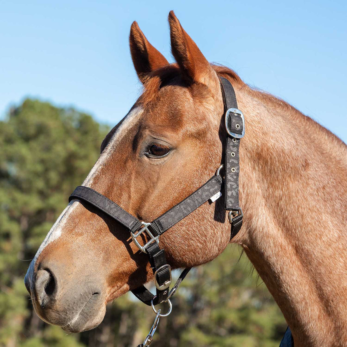 Jeffers Poplar Head Padded Halter and Matching Lead Set, Full