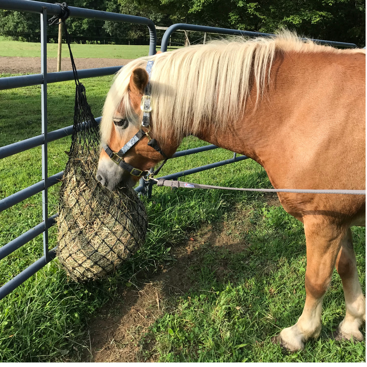 Classic Slow Feed Hay Net, 42 in