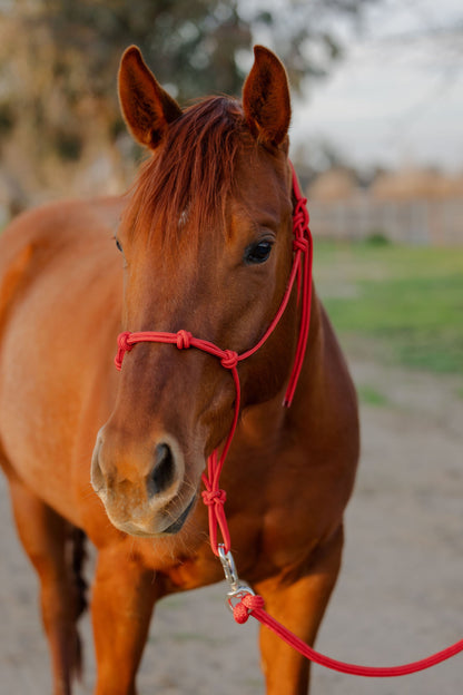 Stiff 4 Knot Rope Training Halter