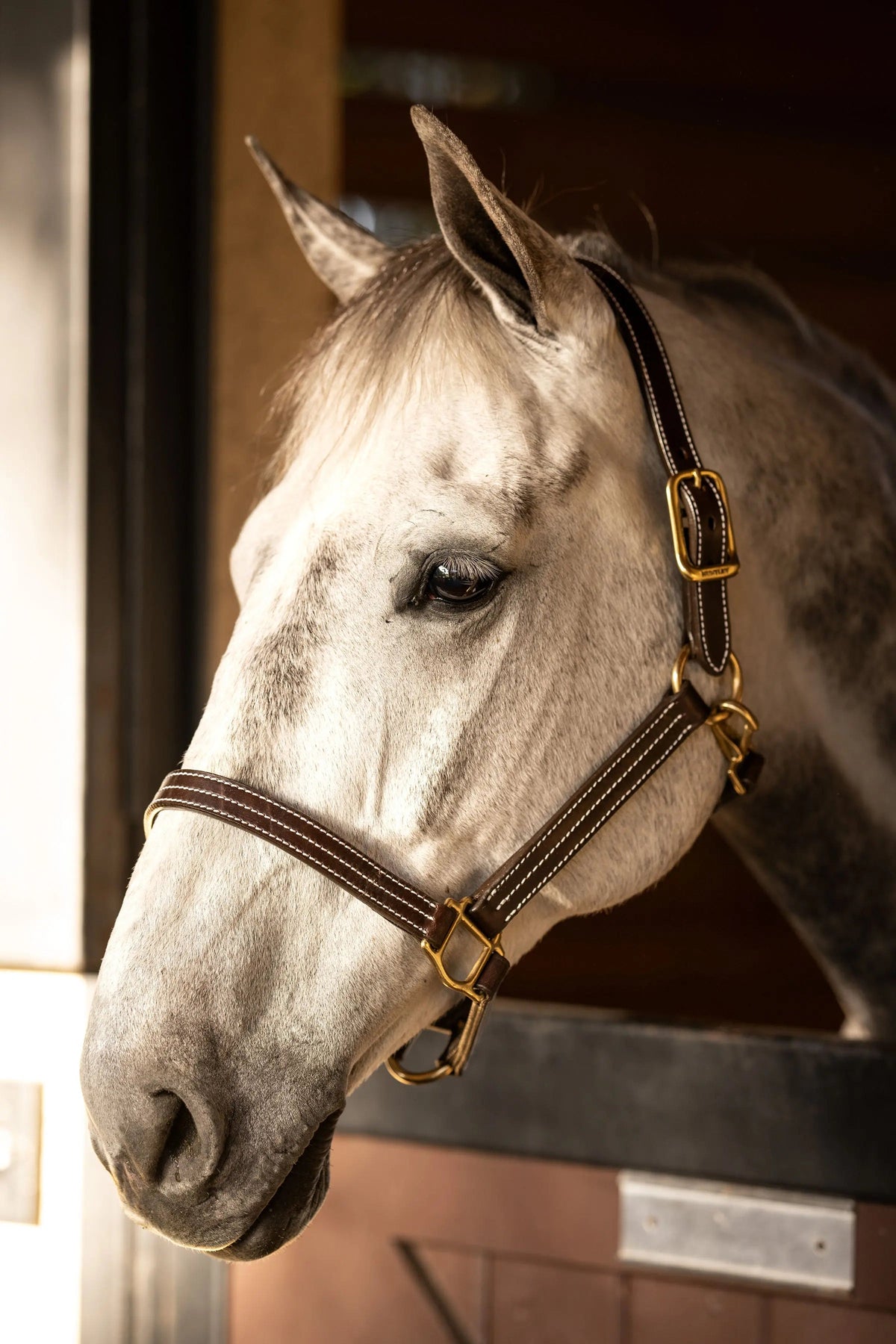 Huntley Equestrian Premium Leather Halter, Triple Stitched