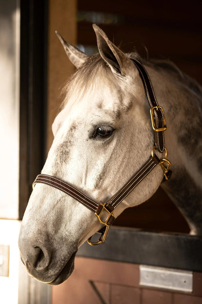 Huntley Equestrian Premium Leather Halter, Triple Stitched