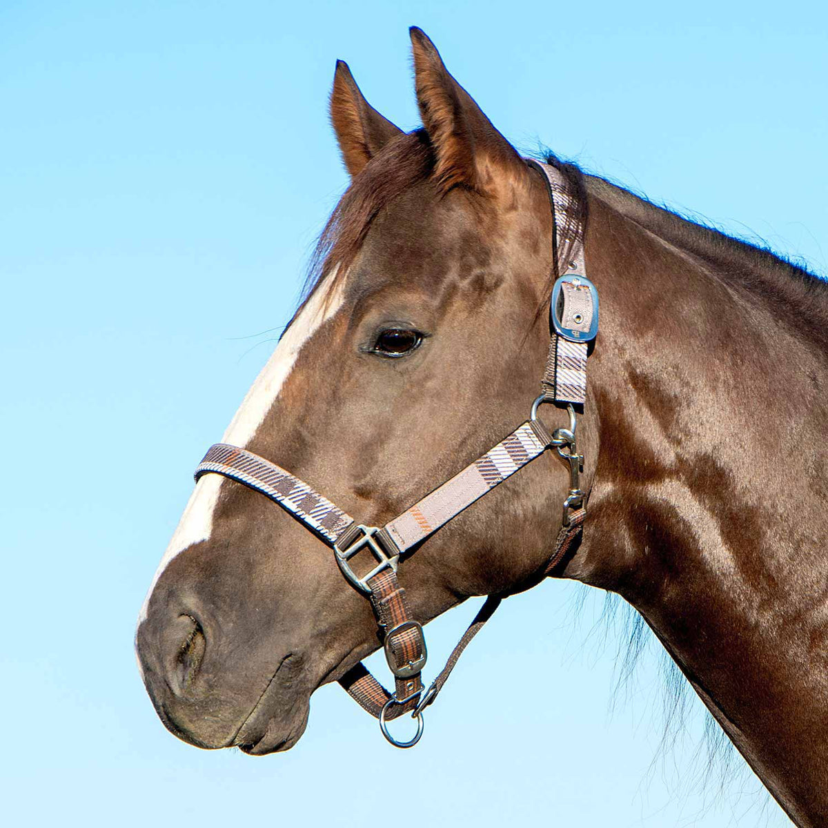 Jeffers Poplar Head Padded Halter and Matching Lead Set, Full