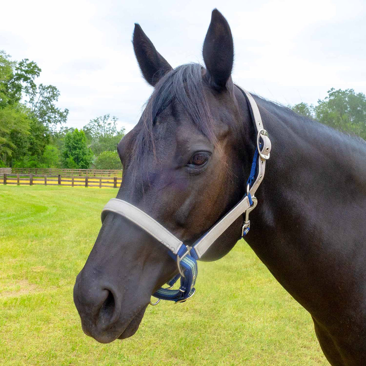 Jeffers Poplar Head Padded Halter and Matching Lead Set, Full