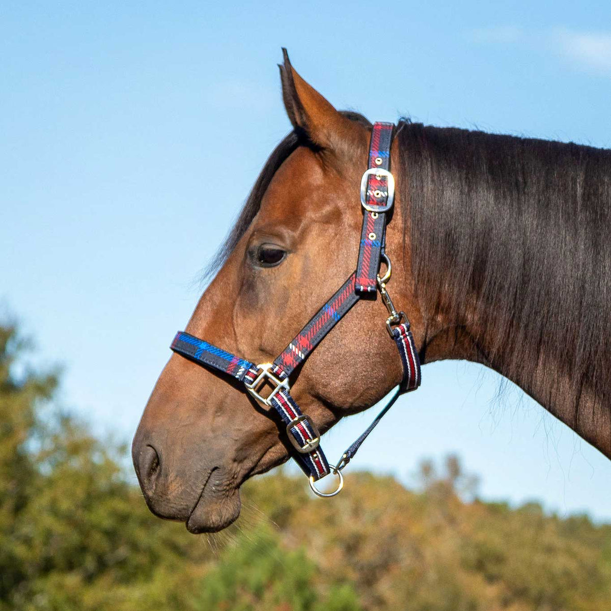 Jeffers Poplar Head Padded Halter and Matching Lead Set, Full