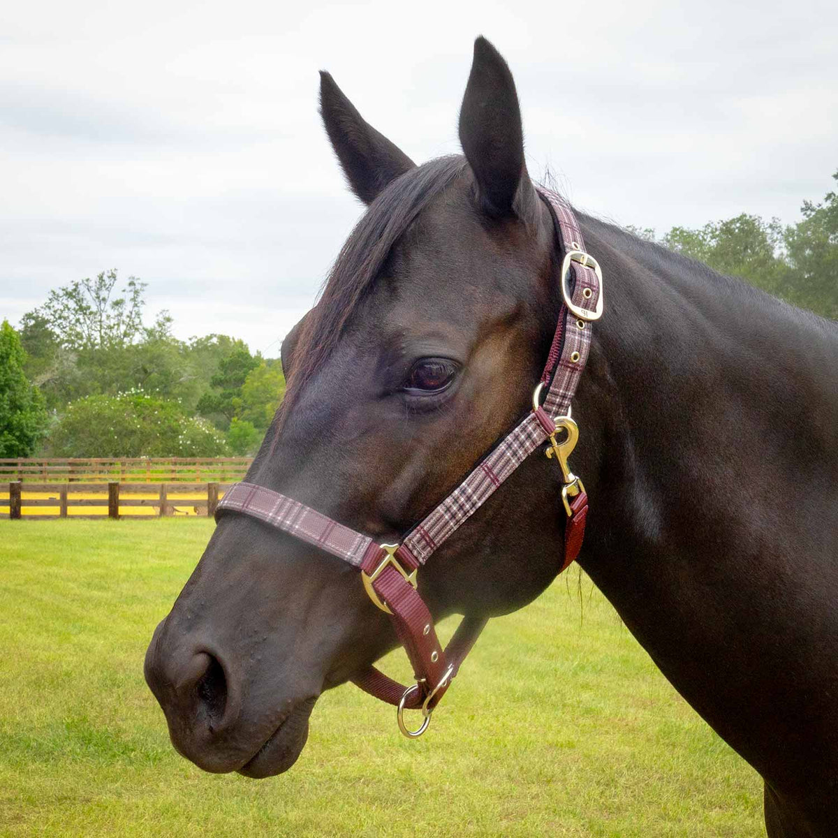 Jeffers Poplar Head Padded Halter and Matching Lead Set, Full