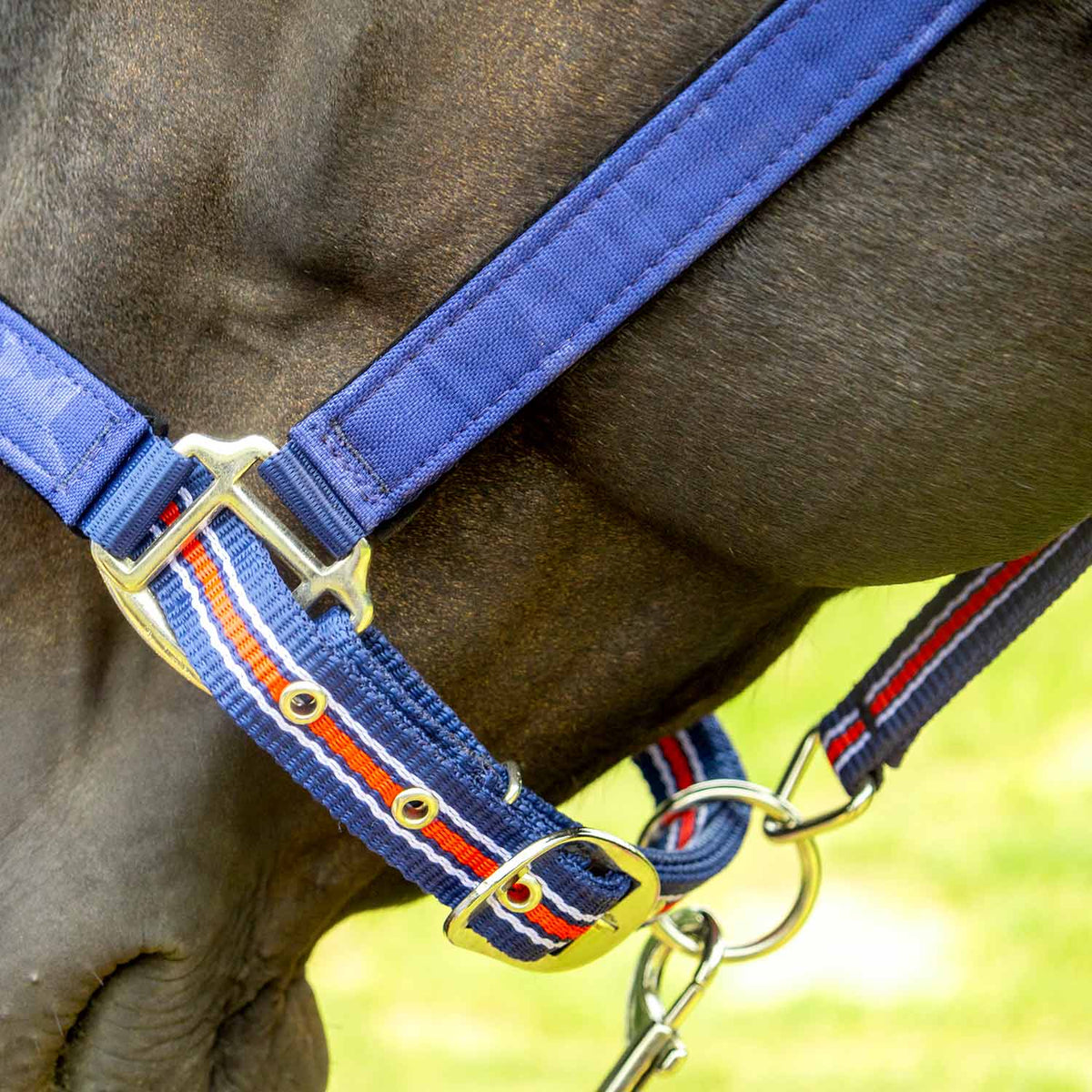 Jeffers Poplar Head Padded Halter and Matching Lead Set, Full