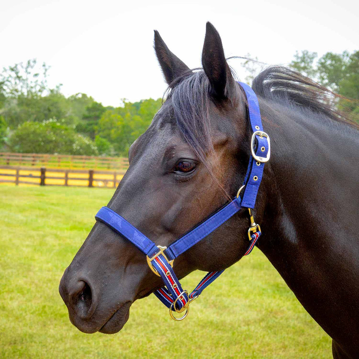 Jeffers Poplar Head Padded Halter and Matching Lead Set, Full