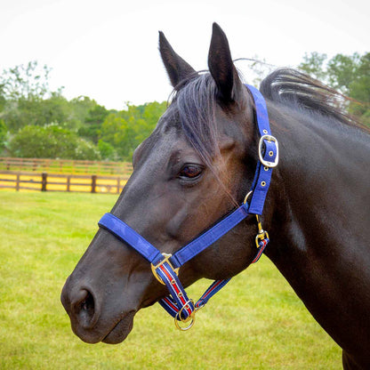 Jeffers Poplar Head Padded Halter and Matching Lead Set, Full