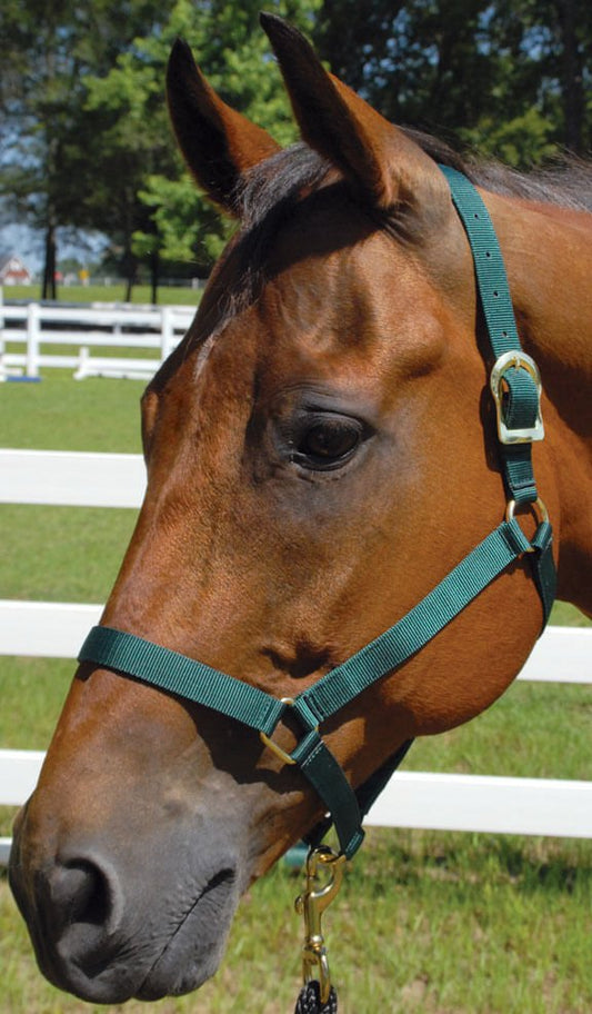 Jeffers Turnout Nylon Halter, 2 Ply, Suckling to 2 Year Old