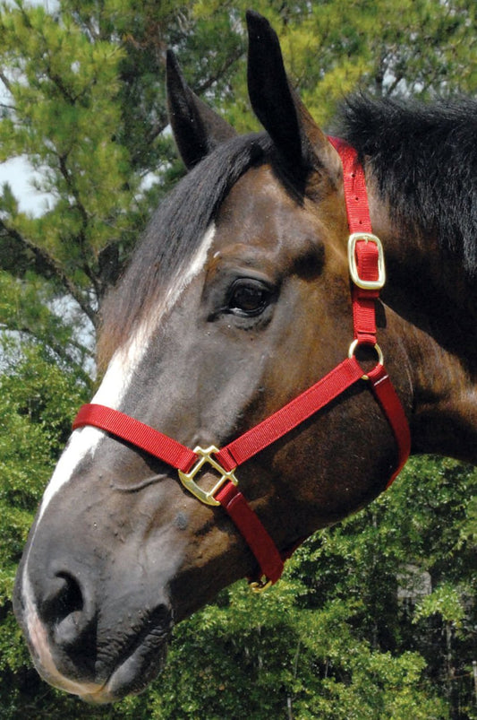 Jeffers Premium 3 Ply Nylon Halter, Weanling and Yearling